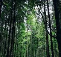 Reţineri în urma unor percheziţii desfăşurate inclusiv la un ocol silvic de stat