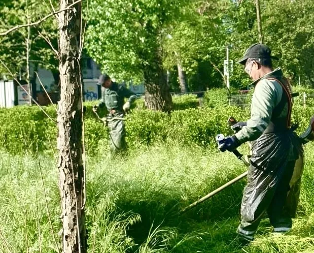 Gospodărire Urbană SRL Galați are nevoie de mai mulți lucrători pentru cositul vegetației