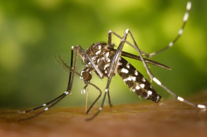 O persoană din Galați a fost diagnosticată cu meningită după ce a fost infectată cu virusul West Nile