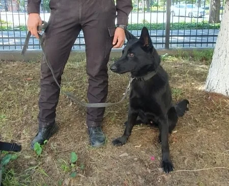 El este Hao, câinele polițist care și-a început cariera cu o depistare chiar din prima misiune