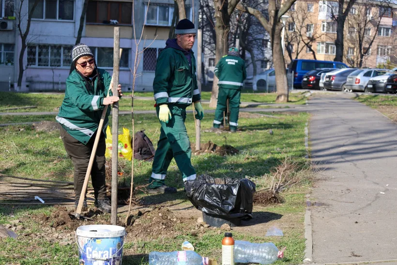 Galațiul devine mai verde: Primăria plantează 1.500 de copaci în oraș