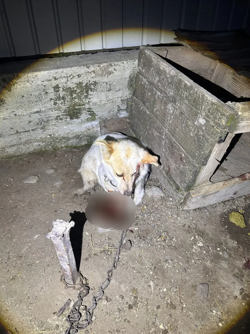 Act de cruzime în Munteni: un câine de talie mică, rănit grav de stăpânul său