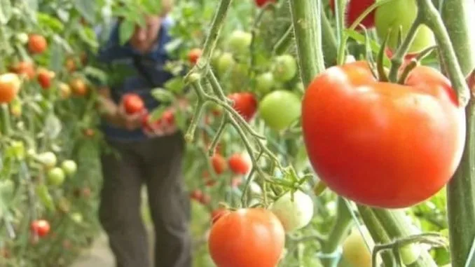 Ministerul Agriculturii renunță la programul ”Tomata”