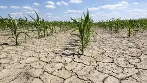 Fermierii pichetează Ministerul Agriculturii, nemulţumiţi că nu au primit despăgubirile de secetă