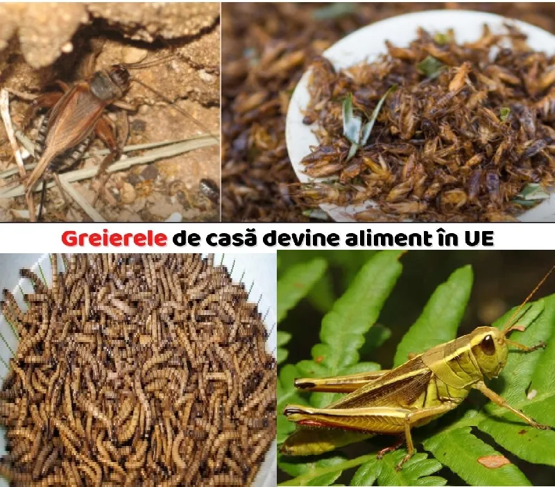 Alimentație din insecte