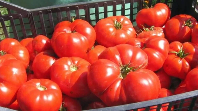 Peste 3.500 de fermieri gălățeni, în Programul Tomata