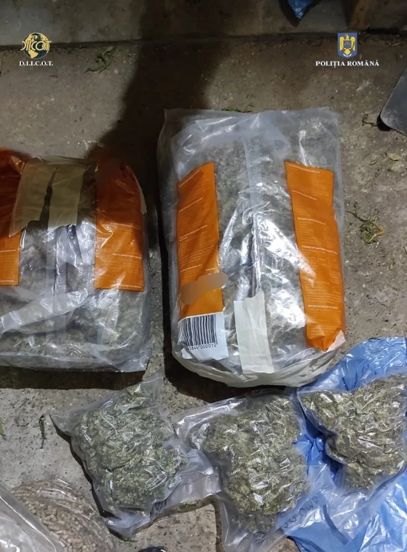 Percheziții în Galați: cultură de cannabis indoor, descoperită de polițiști